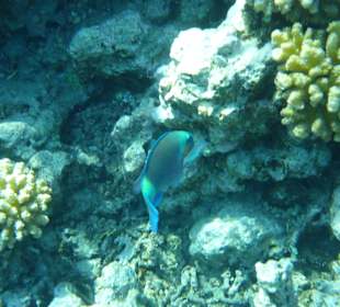 Schnorcheln Makadi Bay