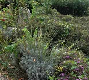 Uferpromenade Friedrichshafen