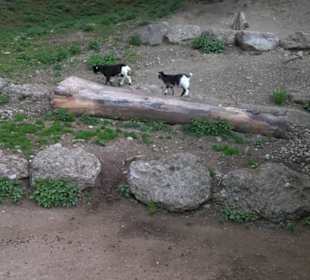 Eurasienbereich - Zwergziege