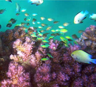 Hausriff Hotel Shams Prestige Resort