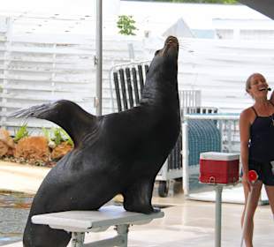 Sea Lion Show