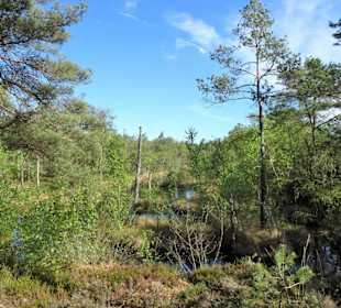 Impressionen vom Rundgang durch das Pietzmoor