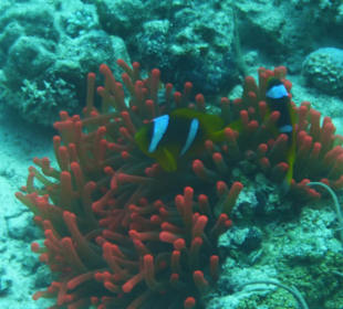 Nemos in Roter Anemone