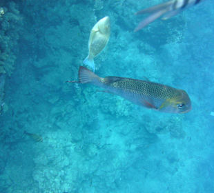 Großaugen - Straßenkehrer