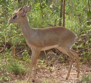 DikDik