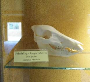 ArcheTierSchädelSammlung