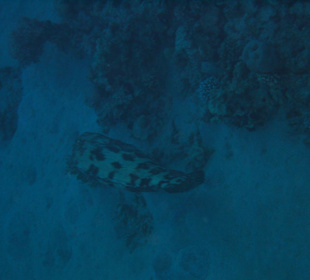 Riesenzackenbarsch 2 meter lang!