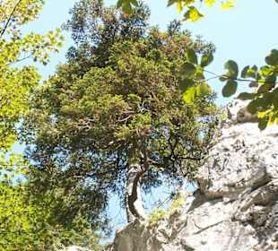 Skały w których znajduje się jaskinia