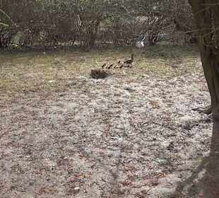 Wildpark Reuschenberg