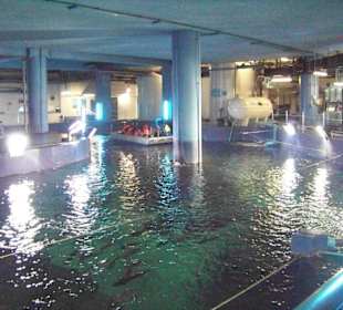 Glasbodenboot Becken