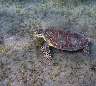 Большая зелёная черепаха