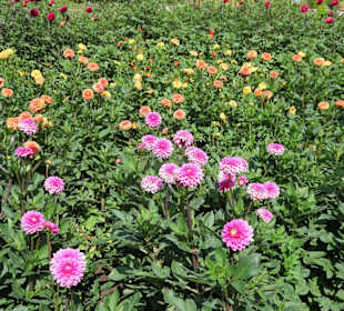 Rundgang durch den Botanischen Garten