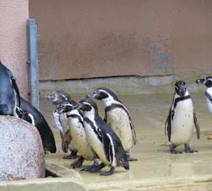 Pinguine bei der Fütterung, Möwe will auch