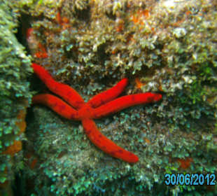 Tauchen am Hausriff- Seestern