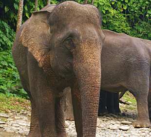 Kurz vor dem Elefanten baden im Fluss