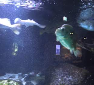 Aquarium