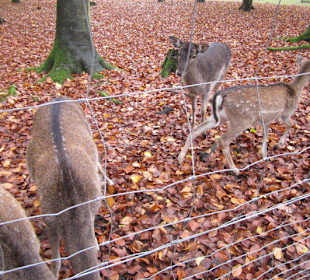 Tier- und Wildgehege