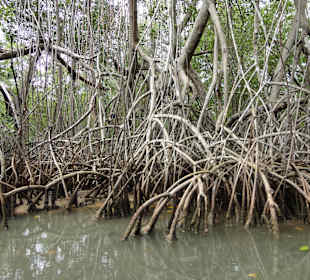 Mangroven