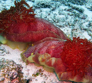 Tauchen im Mnemba-Atoll