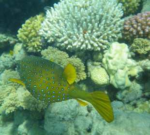 Unterwasser - Hotel Premier Le rêve