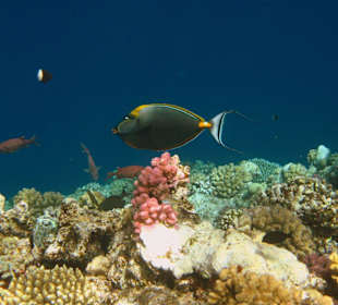 Sohaldoktor Fisch am Hausriff Hotel Carnelia Beach Resort