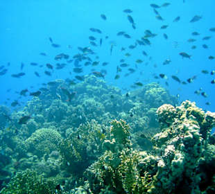 Tauchen im Roten Meer mit JDC