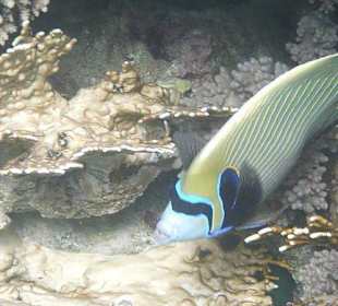 Schnorcheln am Hausriff