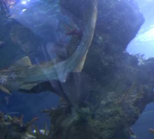 National Aquarium Malta