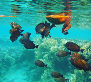 Schnorcheln Marsa Alam