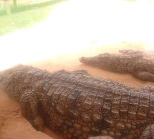 Krokodilfarm Animalia