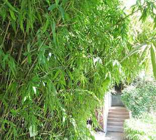 Im Bambushain von Schloss Trauttmansdorff