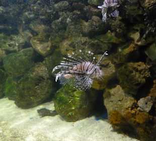 Sehenswerte Fische und anderes Getier