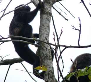 Cahuita Nationalpark
