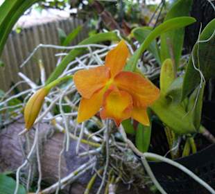 In Pregetter's Orchideengarten