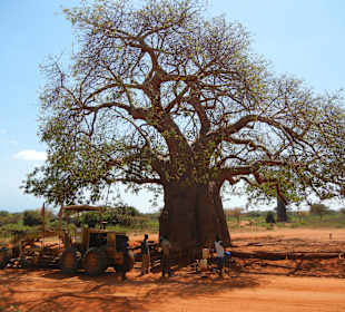 Baobab am Straßenrand