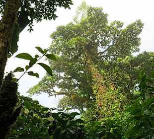 Nebelwald Santa Elena / Monteverde