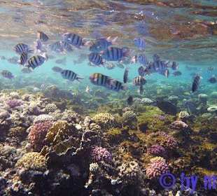 Intaktes Hausriff kurz unter der Wasseroberfläche