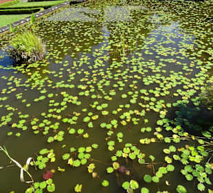 Spaziergang durch den Botanischen Garten Mascarin