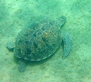 Eine ziemlich große Schildkröte beim Fressen