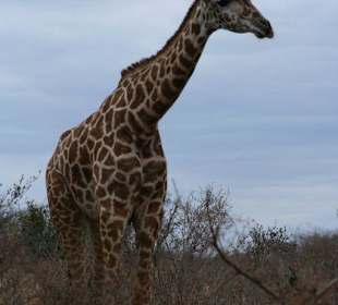 Giraffe in Tsavo West