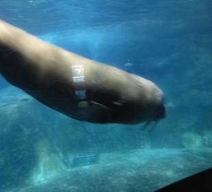 Die haben die Ruhe weg