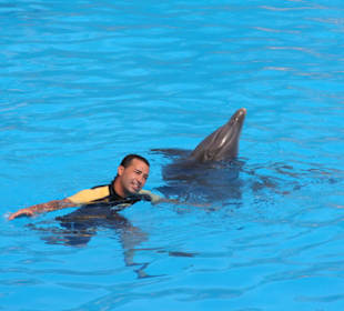 Delphin Show