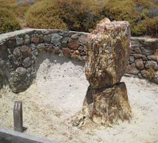 Versteinerter Wald Motiv 11