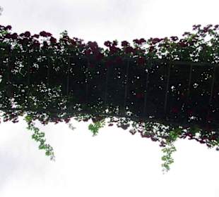 Rosenbogen von unten aus