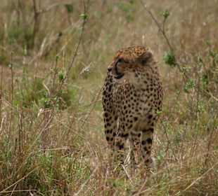 Gepard im Masai Mara National Reserve