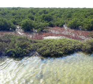 Al Thakira Mangroves