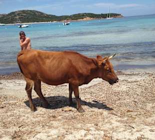 Kuh am Strand