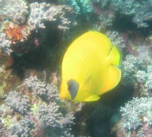 Maskenfalterfisch am Hausriff