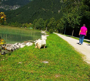 Am Achensee Pertisau