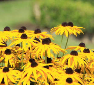 Wunderschöne Blumen